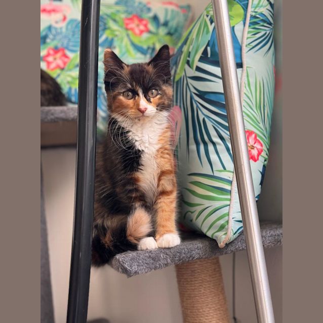 Photo of Boo