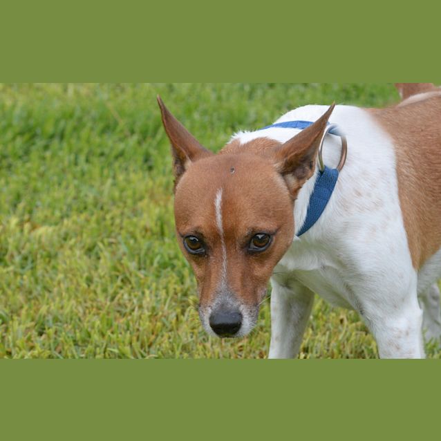 Photo of Frankie