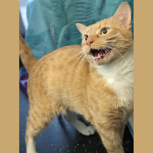 Photo of Tiger