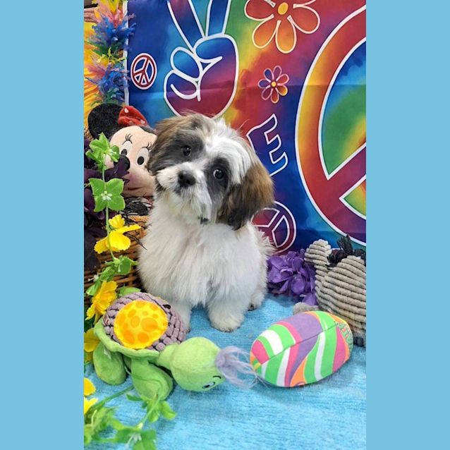 Photo of Cookie