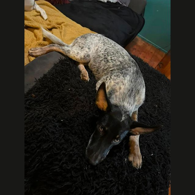 Photo of Frankie