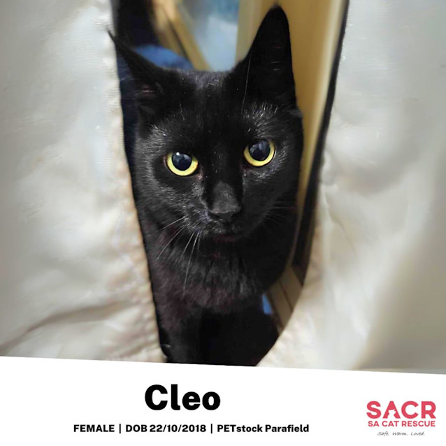 Photo of Cleo