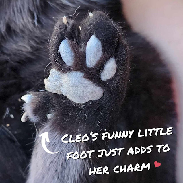 Photo of Cleo