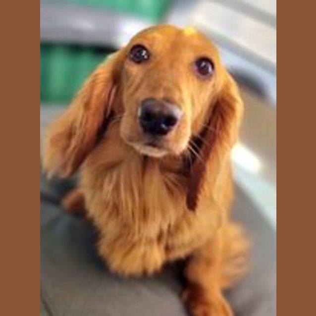 Photo of Stella