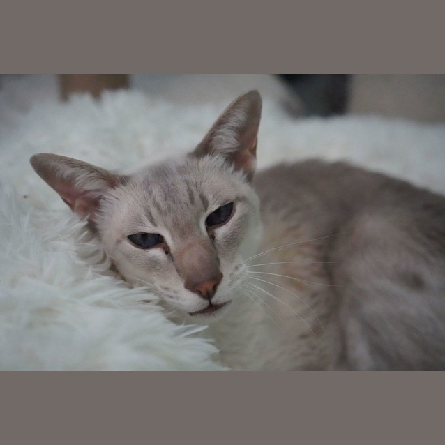 Photo of Prince