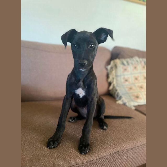 Photo of Iris