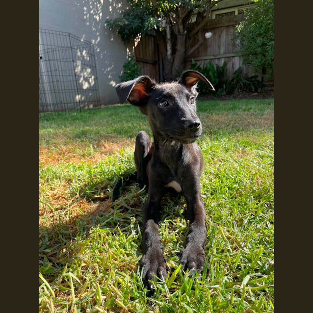 Photo of Iris