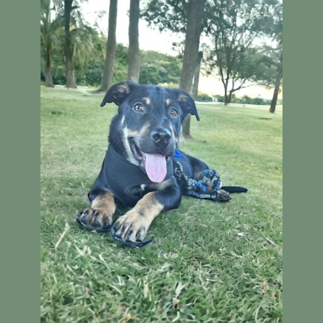 Photo of Jimmie   4 Month Old Rottweiler X (Trial)