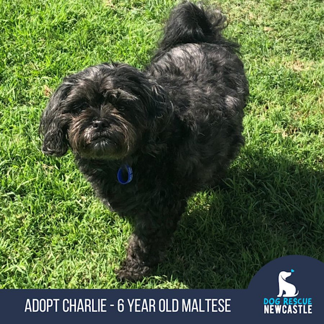 Photo of Charlie   6 Year Old Maltese (Trial)