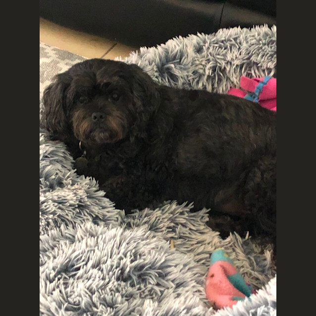 Photo of Charlie   6 Year Old Maltese (Trial)