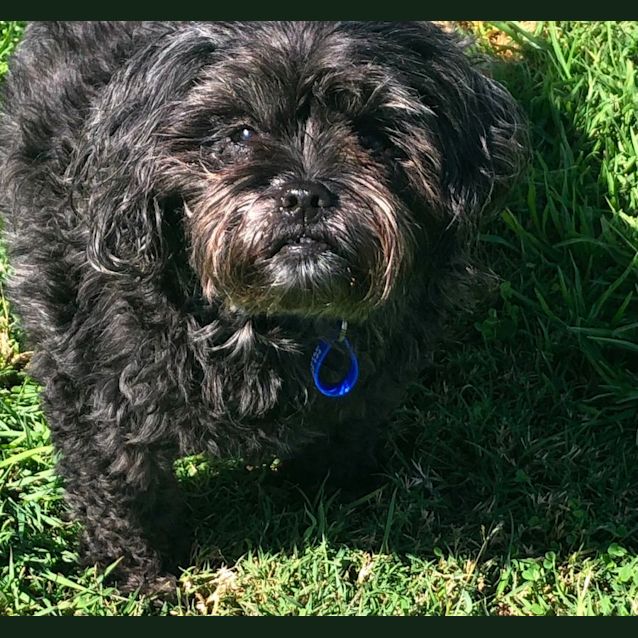 Photo of Charlie   6 Year Old Maltese (Trial)