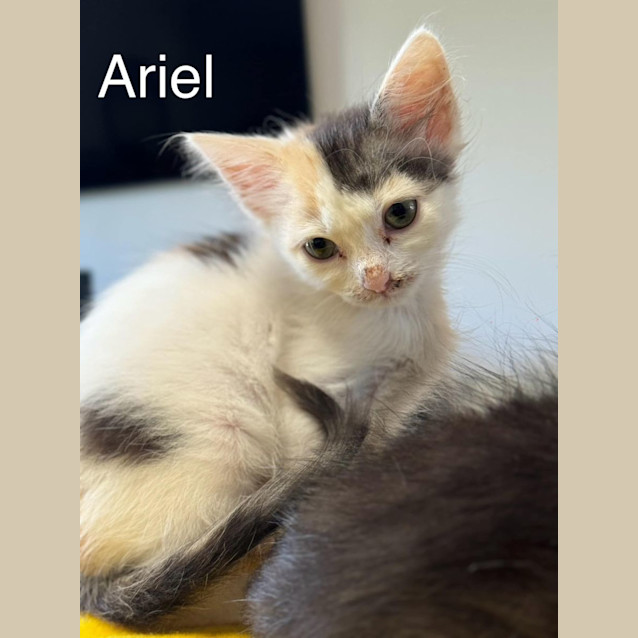 Photo of Ariel