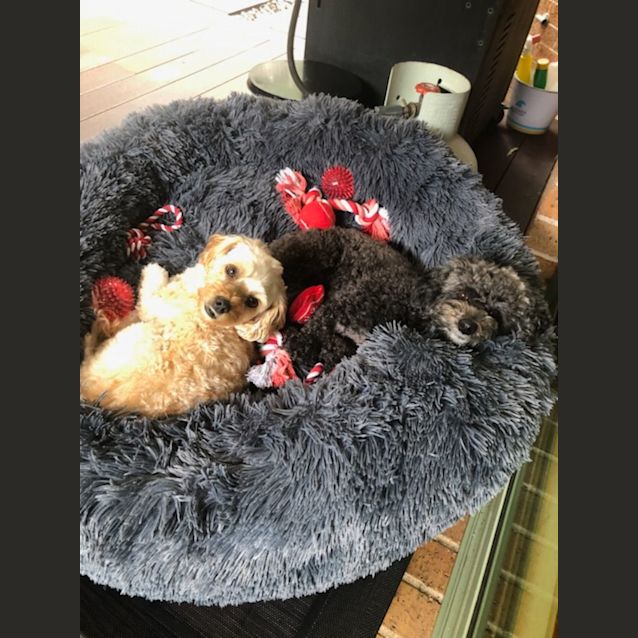 Photo of Pebbles And Jack 