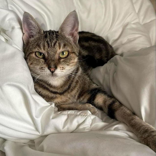 Photo of 10471   Iris