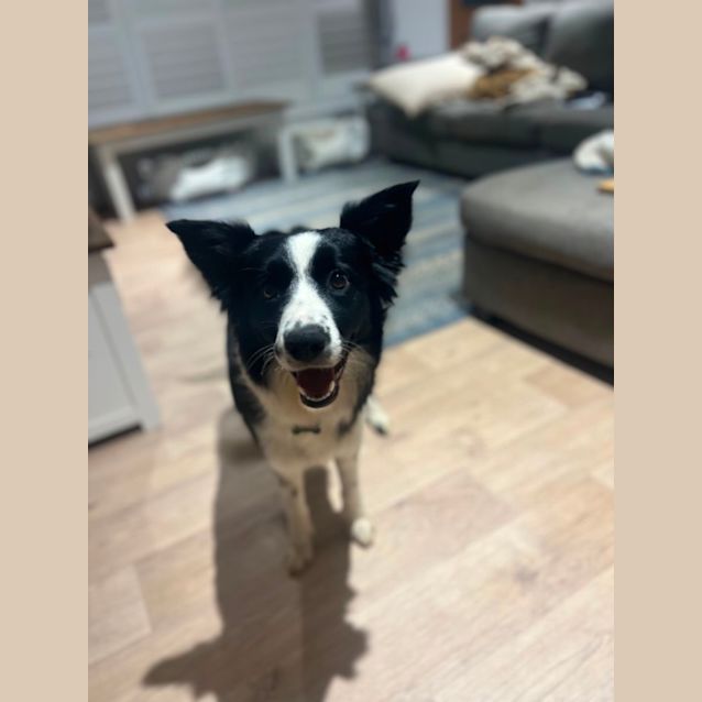 Photo of Nova