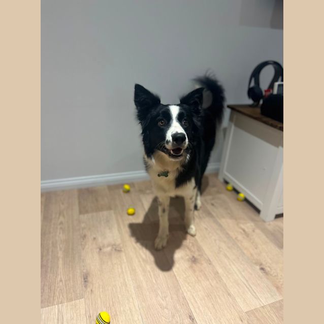 Photo of Nova