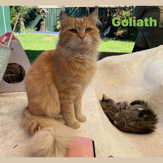 Photo of Golitha **2nd Chance Cat Rescue**