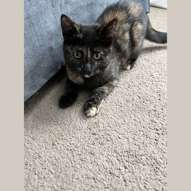 Photo of Heidi Meet Me At Petstock Carrum Downs Store 