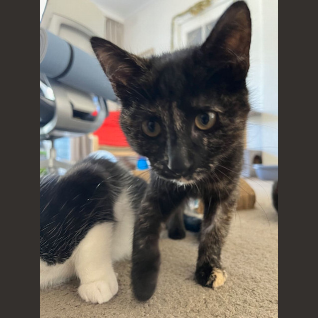 Photo of Heidi Meet Me At Petstock Carrum Downs Store 