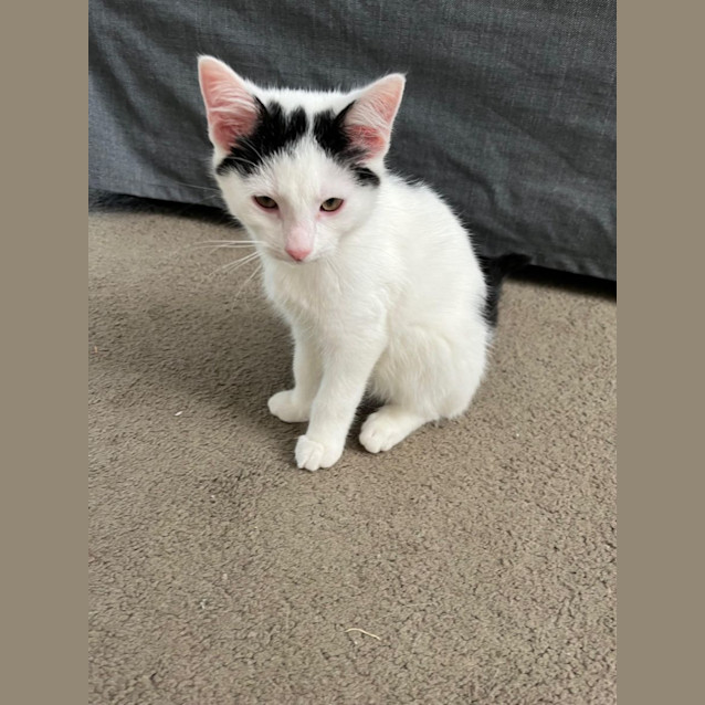 Photo of Rover Meet Me At Petstock Carrum Downs Store 