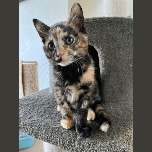Photo of Tarsier Meet Me At Petstock Carrum Downs Store