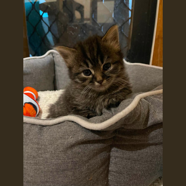 Photo of Jupiter