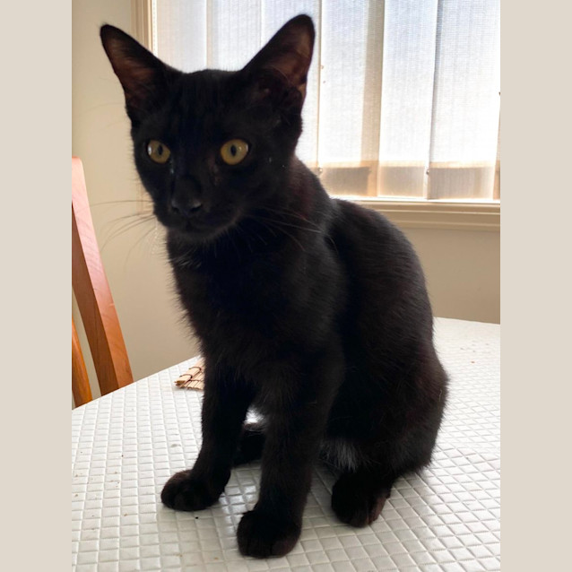 Photo of Jett