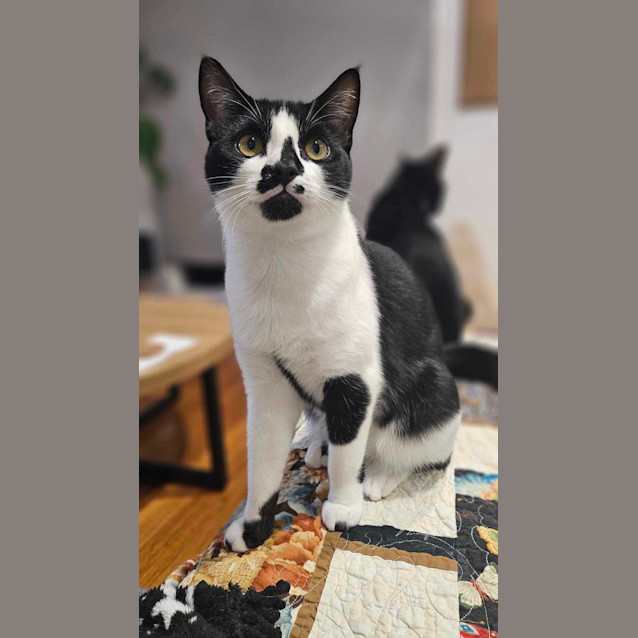 Photo of Penguin   Located In Melton South