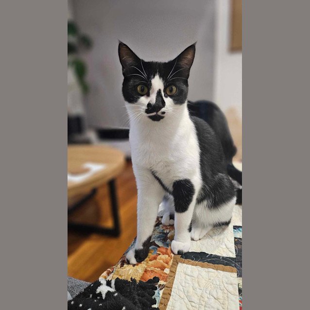 Photo of Penguin   Located In Melton South