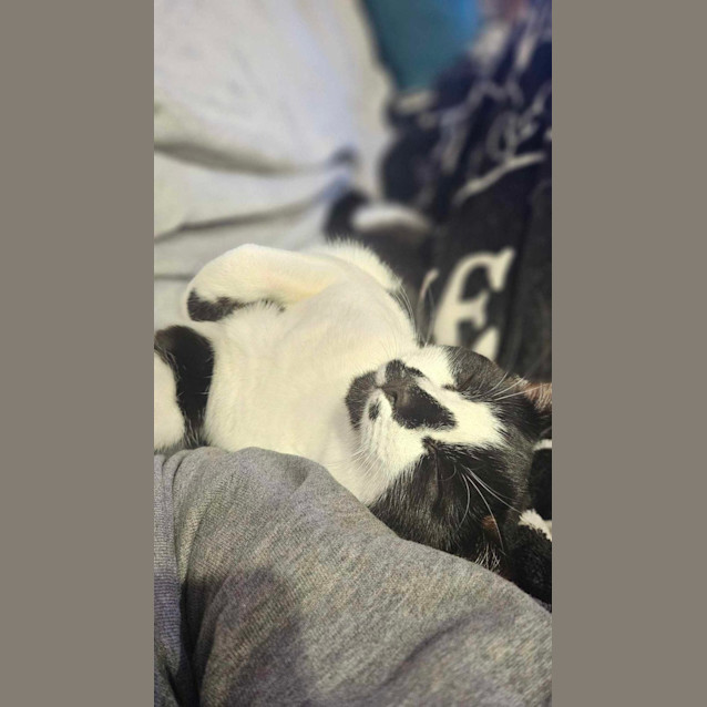 Photo of Penguin   Located In Melton South