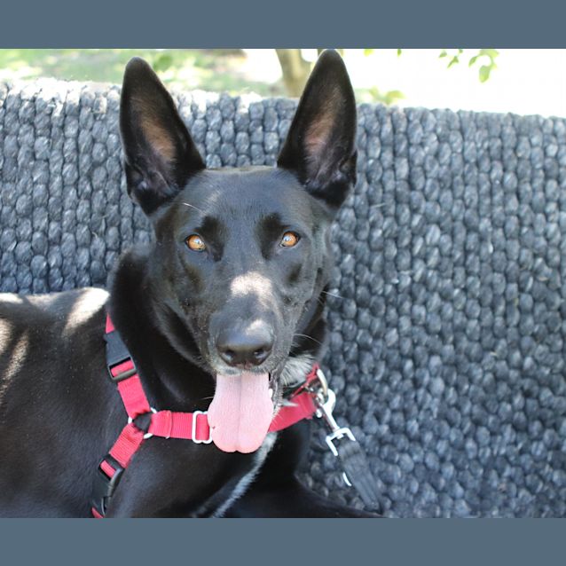 Photo of Louie