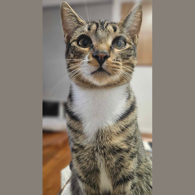 Photo of Pixel   Located In Melton South