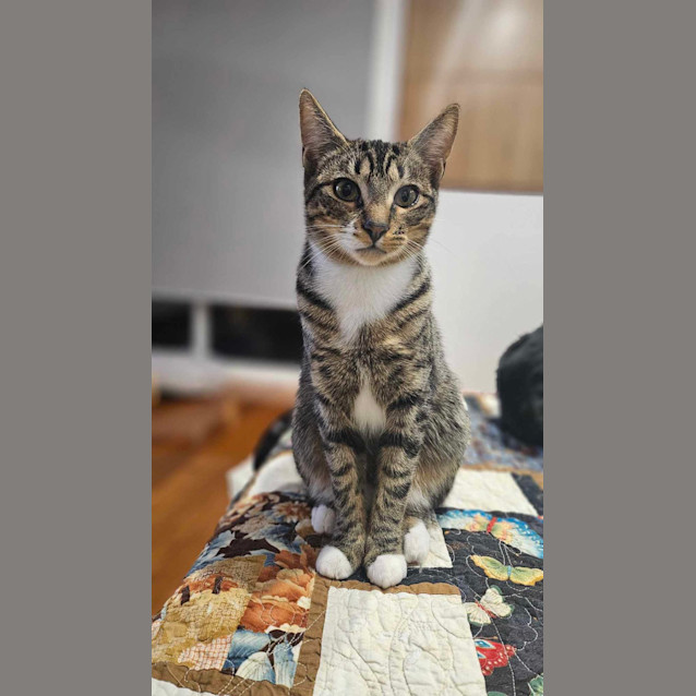 Photo of Pixel   Located In Melton South