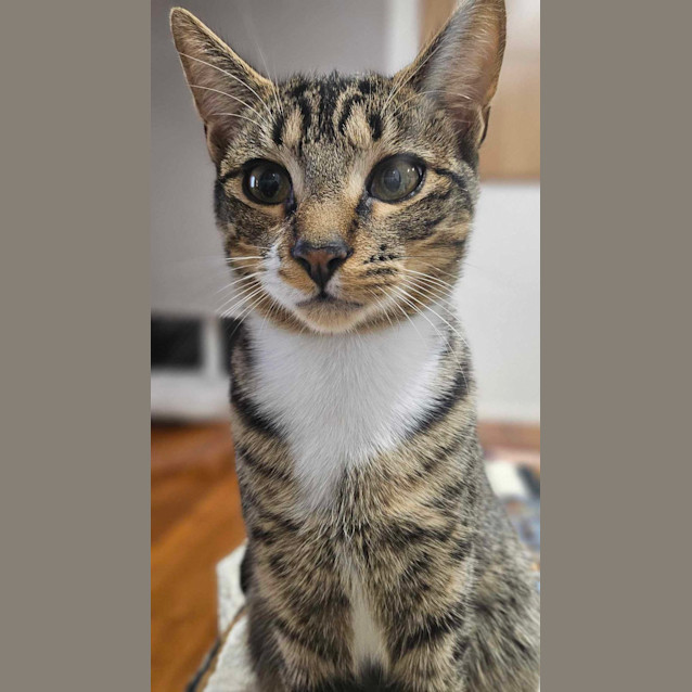 Photo of Pixel   Located In Melton South