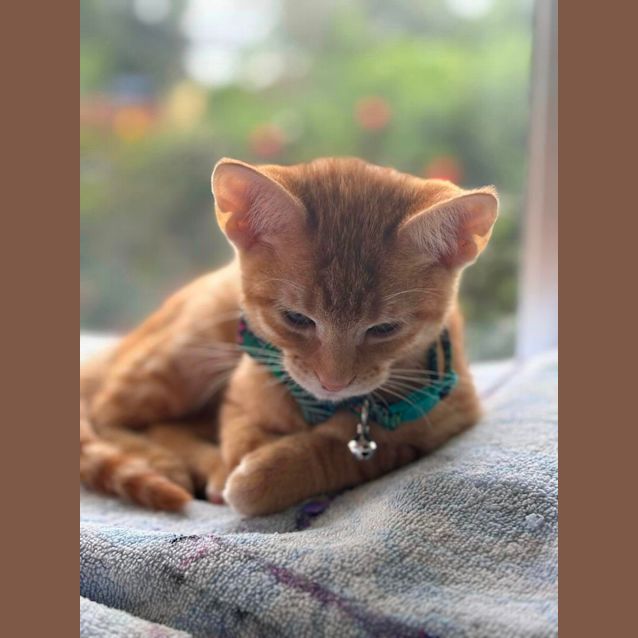 Photo of Chip