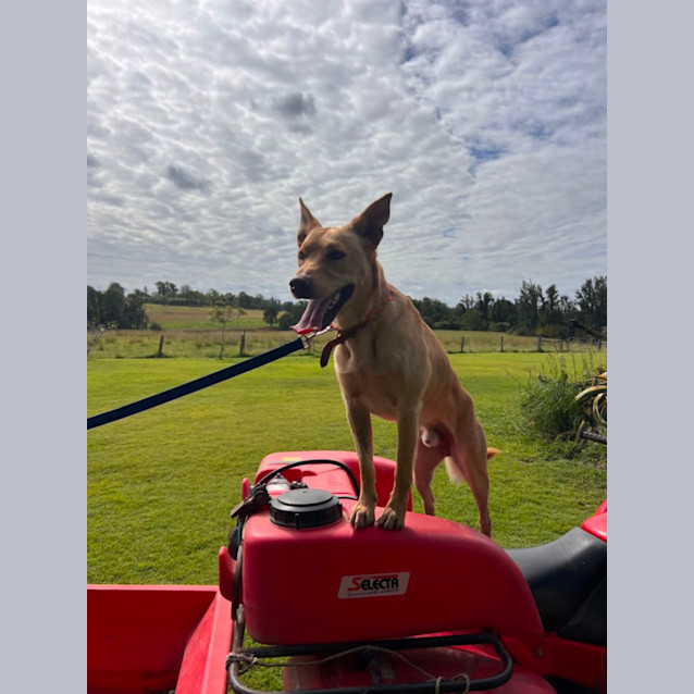 Photo of Nitro