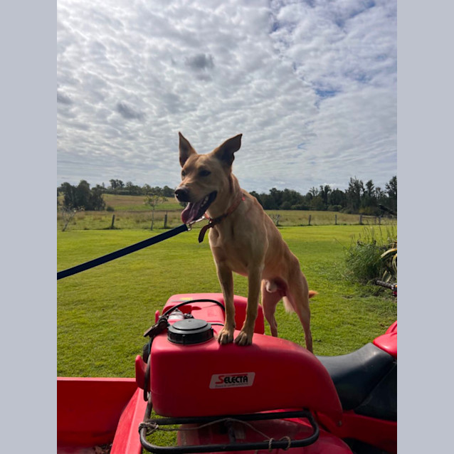 Photo of Nitro