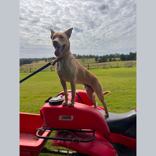 Photo of Nitro