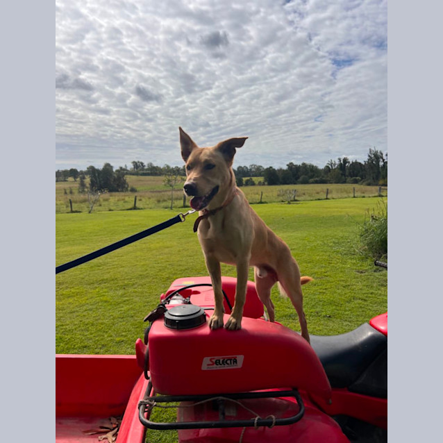 Photo of Nitro