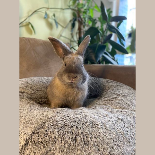 Kash - Male Bunny Rabbit in VIC - PetRescue