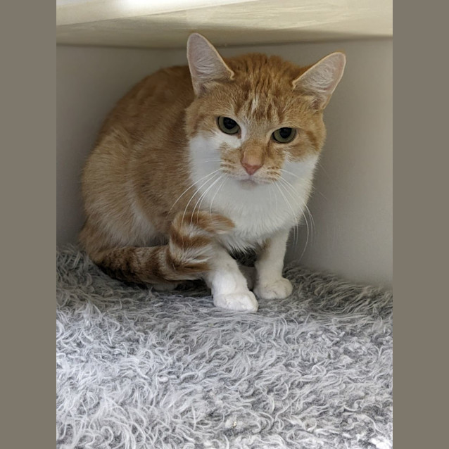 Photo of 🪀 Keeva 5071 🪀