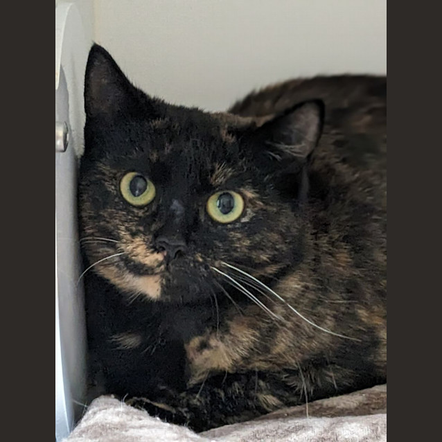 Photo of 🔥 Sassafras 5045 🔥