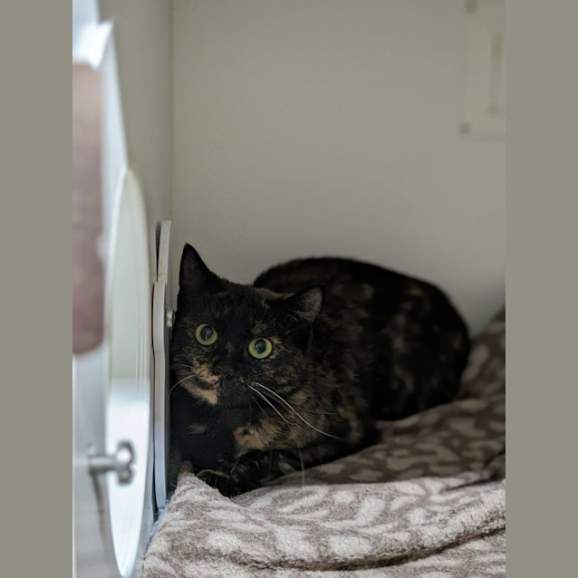 Photo of 🔥 Sassafras 5045 🔥