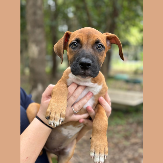 Photo of Cleo (Nora)