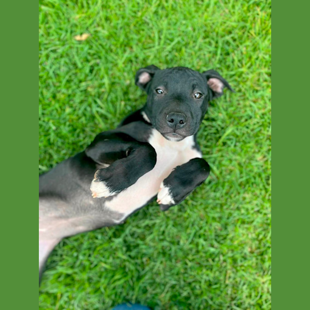 Photo of Matcha