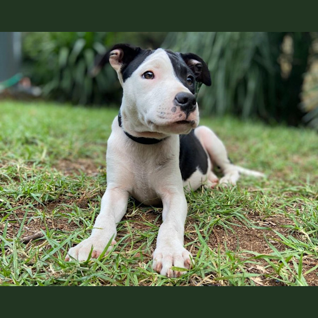 Photo of Mochi