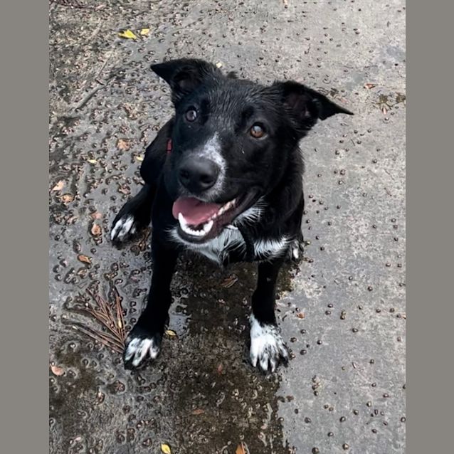 Photo of Cooper