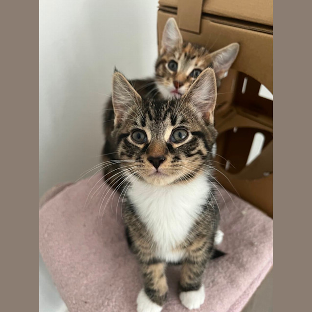 Photo of Playful Ross 