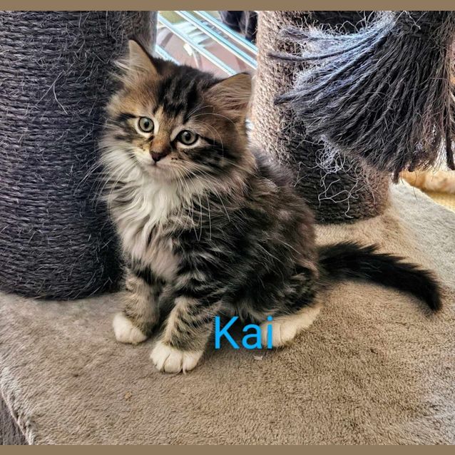 Kai meet mepetstock central store Mornington 27/4 Male Domestic Long