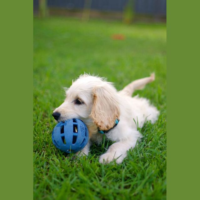 Photo of 💙 Beau 💙